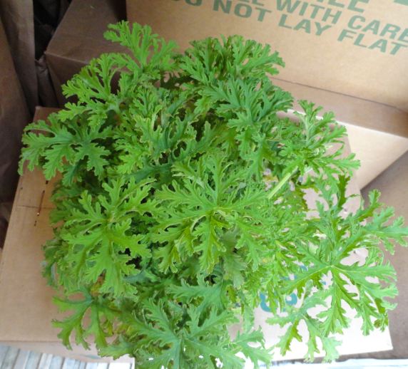 6" Citrosa Green Mosquito Plant
